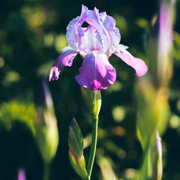 Iris