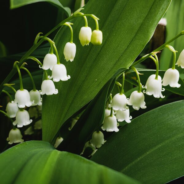Muguet